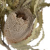 Vickerman Banksia Menziesii, Dried - view 4 of 8