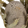 Vickerman Banksia Menziesii, Dried - view 5 of 8