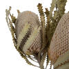 Vickerman Banksia Menziesii, Dried - view 3 of 8