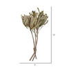 Vickerman Banksia Menziesii, Dried - view 8 of 8