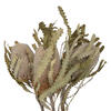 Vickerman Banksia Menziesii, Dried - view 6 of 8