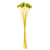 Vickerman 16-20" Natural Dried Craspedia Bunch 1.75 oz - view 1 of 3