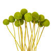Vickerman 16-20" Natural Dried Craspedia Bunch 1.75 oz - view 2 of 3