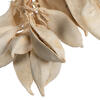 3" Brachychiton Bleached 1.1 lb/tray - view 4 of 5