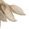 3" Brachychiton Bleached 1.1 lb/tray - view 3 of 5