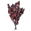 Vickerman Natural Botanicals 18-20" x 8" Eucalyptus Populus, 100 grams per unit - view 1 of 5