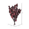 Vickerman Natural Botanicals 18-20" x 8" Eucalyptus Populus, 100 grams per unit - view 5 of 5