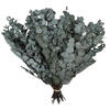 Vickerman Natural Botanicals 18-20" x 9" Eucalyptus Spiral, 100 grams per unit - view 1 of 4
