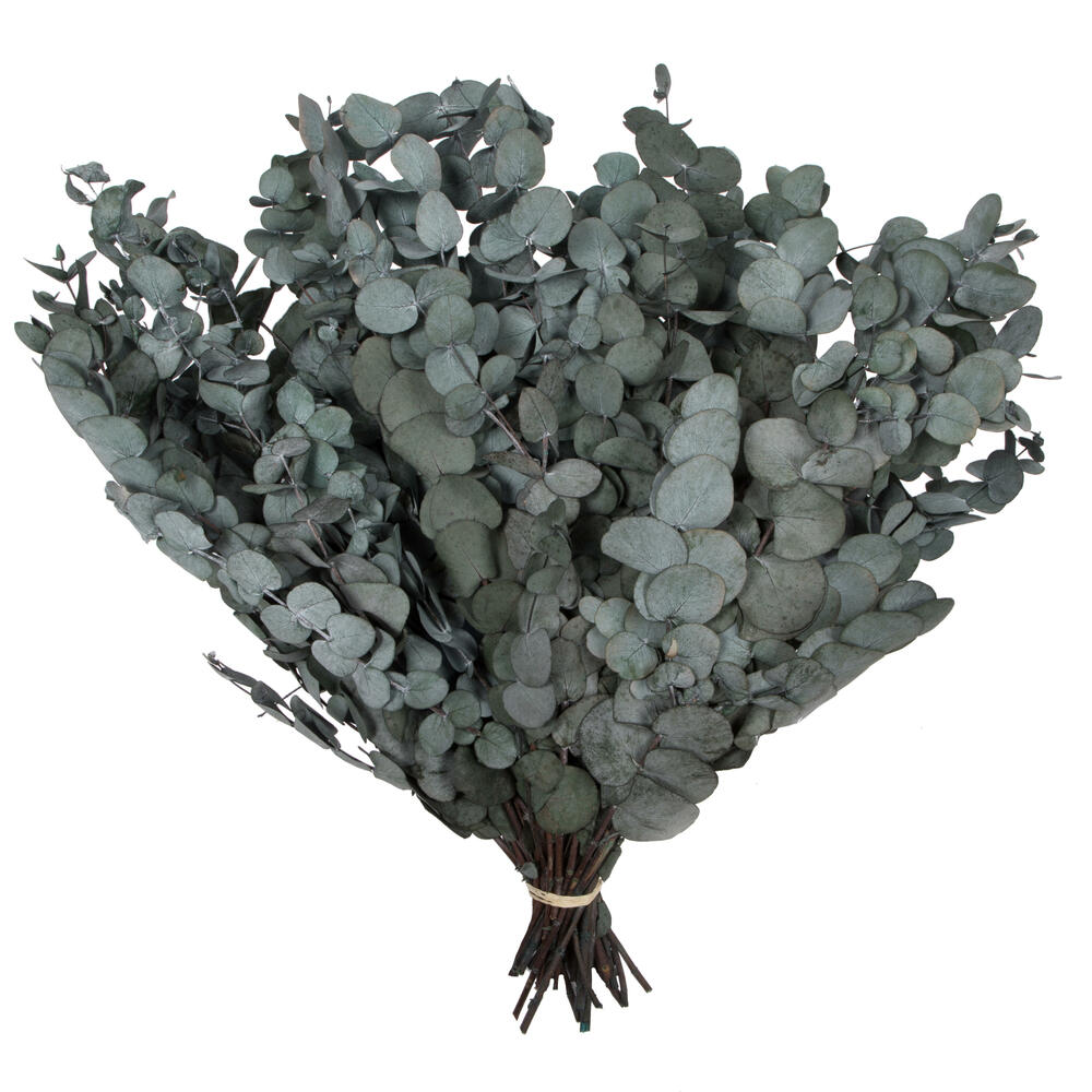 Vickerman Natural Botanicals 18-20" x 9" Eucalyptus Spiral, 100 grams per unit