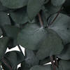Vickerman Natural Botanicals 18-20" x 9" Eucalyptus Spiral, 100 grams per unit - view 2 of 4