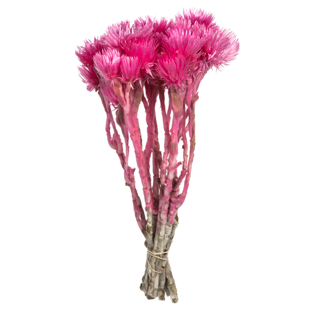 Vickerman 13-14" Natural Everlasting Flowers, Dried