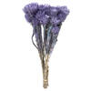 Vickerman 13-14" Natural Everlasting Flowers, Dried - view 1 of 4