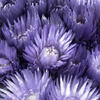 Vickerman 13-14" Natural Everlasting Flowers, Dried - view 3 of 4