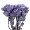 Vickerman 13-14" Natural Everlasting Flowers, Dried - view 2 of 4