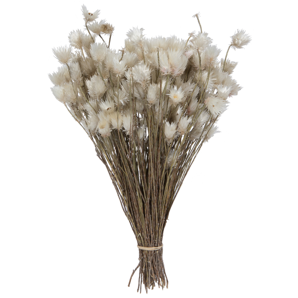 Everlasting Flower Stem