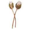 11-13" Blush King Protea Stem 2Pk - view 1 of 4