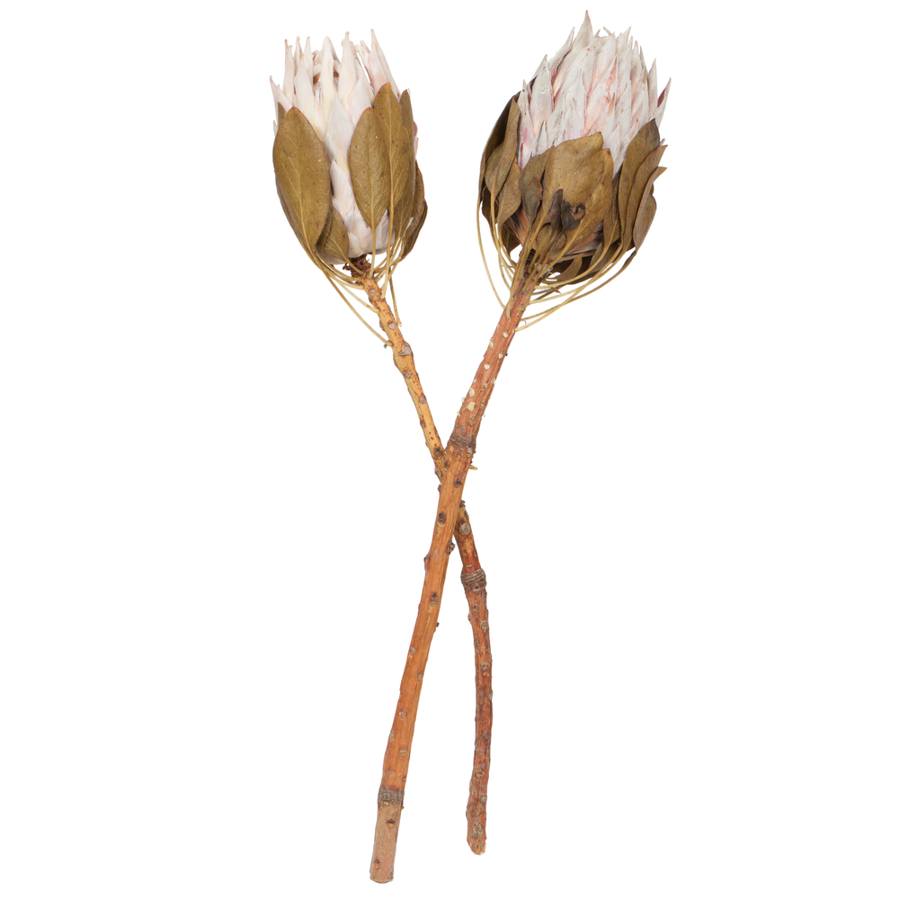 11-13" Blush King Protea Stem 2Pk