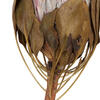 11-13" Blush King Protea Stem 2Pk - view 3 of 4