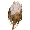 11-13" Blush King Protea Stem 2Pk - view 2 of 4