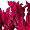 Vickerman 20-24" Natural Dried Mealy Banksia Foliage Bunch, 4.4 oz.  - view 2 of 3