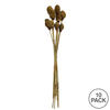 Vickerman Platy Cone attached to a Reed Stem, Dried - view 5 of 5