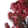 Vickerman 16" Rice Flower, 4.25oz Preserved - view 4 of 5