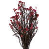 Vickerman 16" Rice Flower, 4.25oz Preserved - view 2 of 5