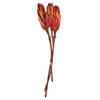 Vickerman 8-12" Repens on a Natural Stem, Dried - view 1 of 5
