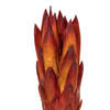 Vickerman 8-12" Repens on a Natural Stem, Dried - view 4 of 5