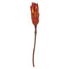 Vickerman 8-12" Repens on a Natural Stem, Dried - view 2 of 5