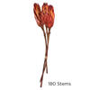 Vickerman 8-12" Repens on a Natural Stem, Dried - view 5 of 5