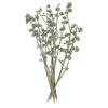 Vickerman Natural Botanicals 13" x 1-3" Red Gum Branch Frosted, 14 stems per unit - view 1 of 5