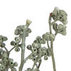 Vickerman Natural Botanicals 13" x 1-3" Red Gum Branch Frosted, 14 stems per unit - view 2 of 5
