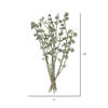 Vickerman Natural Botanicals 13" x 1-3" Red Gum Branch Frosted, 14 stems per unit - view 5 of 5
