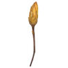 Vickerman 14" Repens on Natural Stem, Dried 6 Pack - view 1 of 3