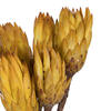 Vickerman 14" Repens on Natural Stem, Dried 6 Pack - view 3 of 3