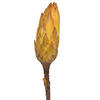 Vickerman 14" Repens on Natural Stem, Dried 6 Pack - view 2 of 3