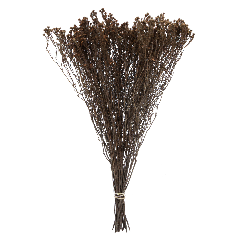 Vickerman Natural Botanicals 19" x 4" Staavia, 100 grams per Unit