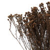 Vickerman Natural Botanicals 19" x 4" Staavia, 100 grams per Unit - view 4 of 6