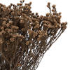 Vickerman Natural Botanicals 19" x 4" Staavia, 100 grams per Unit - view 3 of 6