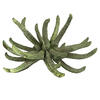 Vickerman 3-4" Spider Claws, Dried - view 1 of 4