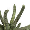 Vickerman 3-4" Spider Claws, Dried - view 3 of 4