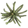 Vickerman 3-4" Spider Claws, Dried - view 2 of 4