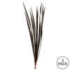 Vickerman 18-30" Snake Grass, Dried - 36 Stems - view 5 of 5