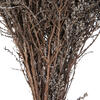 Vickerman 14"-18" Stoebe Bundle, Preserved - view 4 of 5