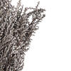 Vickerman 14"-18" Stoebe Bundle, Preserved - view 5 of 5