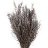 Vickerman 14"-18" Stoebe Bundle, Preserved - view 3 of 5