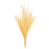 18" Bleached Stoebe 2.5 oz Bunch - view 1 of 3
