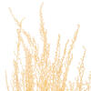 18" Bleached Stoebe 2.5 oz Bunch - view 2 of 3