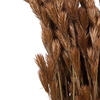 33"x5" Thatch Reed 3.5oz Bunch - view 3 of 6